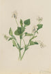 Violet cream Viola striata - Mary Vaux Walcott — artwork view