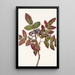 Berberis rampant Berberis repens - Mary Vaux Walcott — framed artwork on a wall