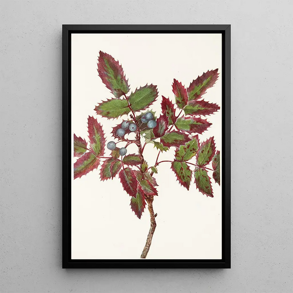Berberis rampant Berberis repens - Mary Vaux Walcott — framed artwork on a wall