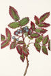 Berberis rampant Berberis repens - Mary Vaux Walcott — artwork view