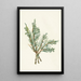 Juniperus horizontalis creeping - Mary Vaux Walcott — framed artwork on a wall
