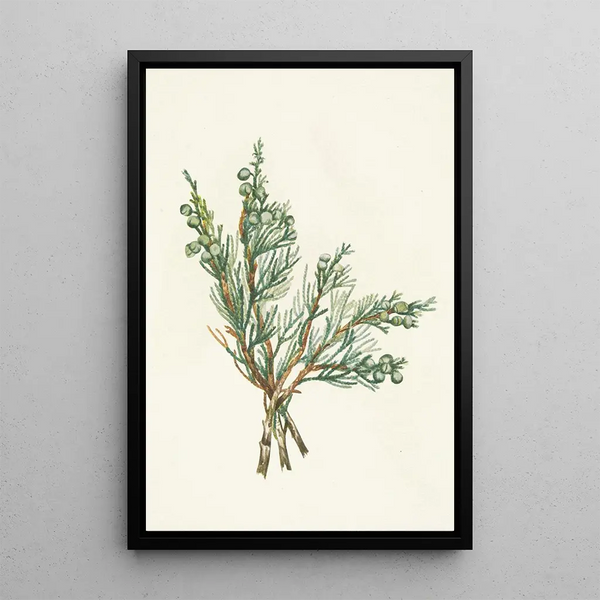 Juniperus horizontalis creeping - Mary Vaux Walcott — framed artwork on a wall