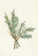 Juniperus horizontalis creeping - Mary Vaux Walcott — artwork view