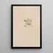 Crepis elegans - Mary Vaux Walcott — framed artwork on a wall