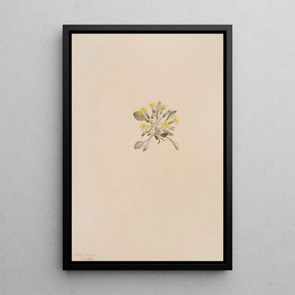 Crepis elegans - Mary Vaux Walcott — framed artwork on a wall