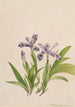 Iris crêté Iris cristata - Mary Vaux Walcott — artwork view