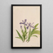 Iris crêté Iris cristata - Mary Vaux Walcott — framed artwork on a wall