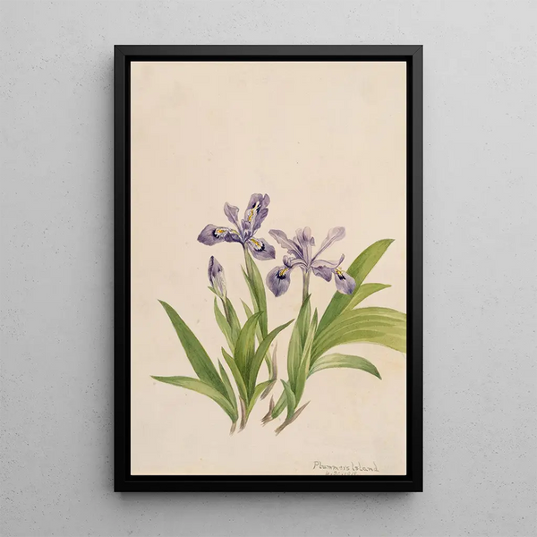 Iris crêté Iris cristata - Mary Vaux Walcott — framed artwork on a wall