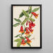 Bignone Anisostichus capreolatus - Mary Vaux Walcott — framed artwork on a wall