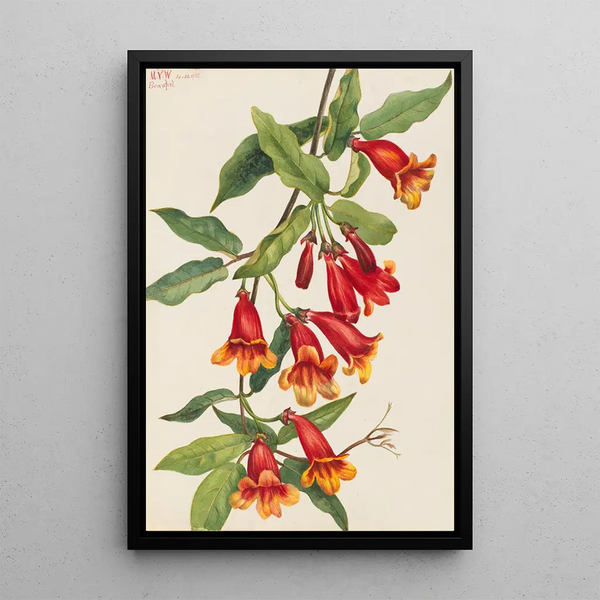 Bignone Anisostichus capreolatus - Mary Vaux Walcott — framed artwork on a wall