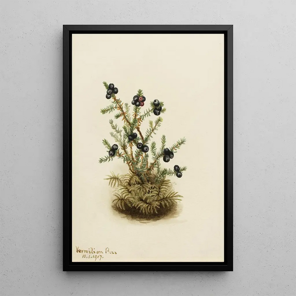Camarine noire Empetrum nigrum - Mary Vaux Walcott — framed artwork on a wall