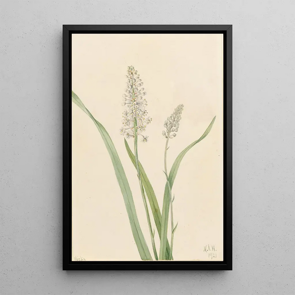 Chrosperma muscaetoxicum - Mary Vaux Walcott — framed artwork on a wall
