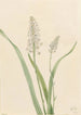Chrosperma muscaetoxicum - Mary Vaux Walcott — artwork view