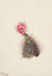 Cactus cucumber - Mary Vaux Walcott — artwork view