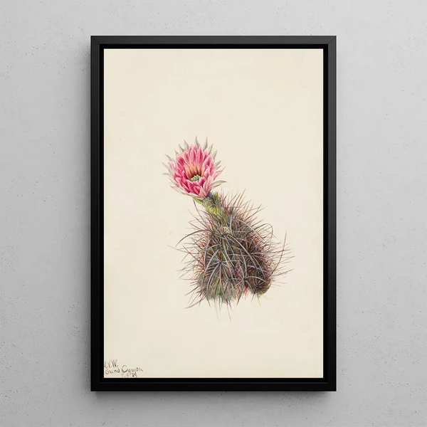 Cactus cucumber - Mary Vaux Walcott — framed artwork on a wall