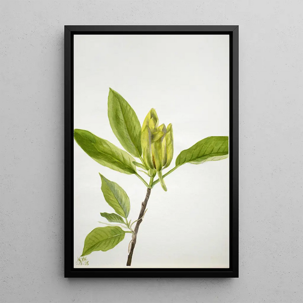 Magnolia acuminata - Mary Vaux Walcott — framed artwork on a wall