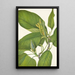 Magnolia acuminata - Mary Vaux Walcott — framed artwork on a wall