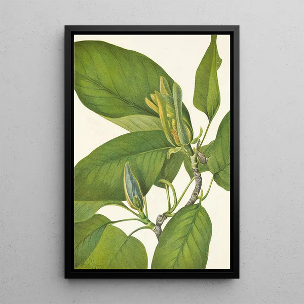 Magnolia acuminata - Mary Vaux Walcott — framed artwork on a wall