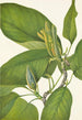 Magnolia acuminata - Mary Vaux Walcott — artwork view