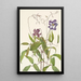 Clematis crispa - Mary Vaux Walcott — framed artwork on a wall