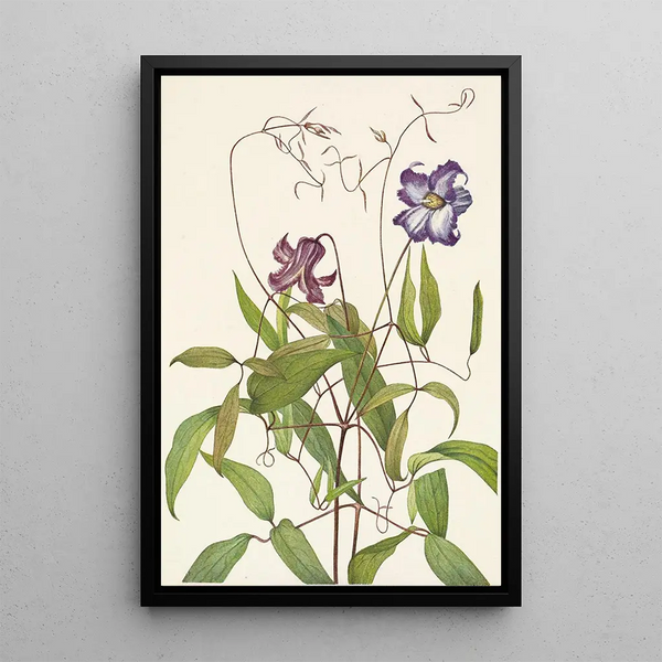 Clematis crispa - Mary Vaux Walcott — framed artwork on a wall