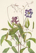 Clematis crispa - Mary Vaux Walcott — artwork view