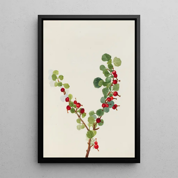 Gooseberry unfinished - Mary Vaux Walcott — framed artwork on a wall