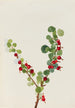 Gooseberry unfinished - Mary Vaux Walcott — artwork view