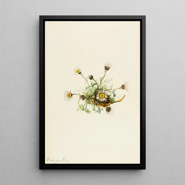 Vergerette à feuilles découpées Erigeron compositus - Mary Vaux Walcott — framed artwork on a wall