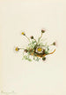 Vergerette à feuilles découpées Erigeron compositus - Mary Vaux Walcott — artwork view
