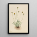 Vergerette à feuilles découpées Erigeron compositus nudus - Mary Vaux Walcott — framed artwork on a wall