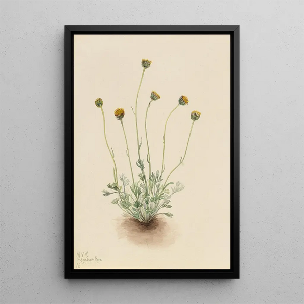 Vergerette à feuilles découpées Erigeron compositus nudus - Mary Vaux Walcott — framed artwork on a wall