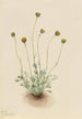 Vergerette à feuilles découpées Erigeron compositus nudus - Mary Vaux Walcott — artwork view