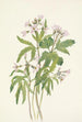 Dentaria laciniata - Mary Vaux Walcott — artwork view
