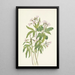 Dentaria laciniata - Mary Vaux Walcott — framed artwork on a wall