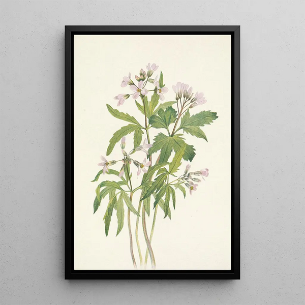 Dentaria laciniata - Mary Vaux Walcott — framed artwork on a wall
