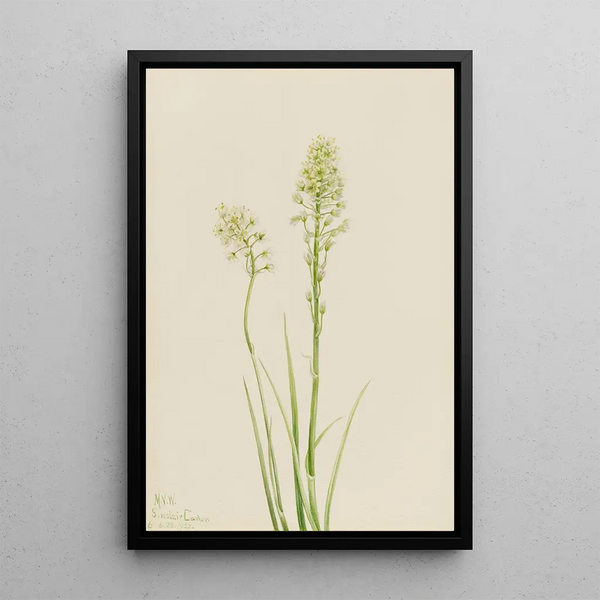 Zygadène vénéneux Zygadenus venenosus - Mary Vaux Walcott — framed artwork on a wall