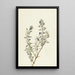 Sauge de la Vallée de la Mort Salvia funerea - Mary Vaux Walcott — framed artwork on a wall