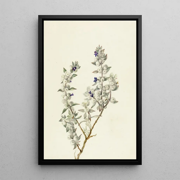 Sauge de la Vallée de la Mort Salvia funerea - Mary Vaux Walcott — framed artwork on a wall