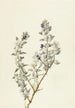 Sauge de la Vallée de la Mort Salvia funerea - Mary Vaux Walcott — artwork view