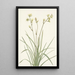 Deathcamas Zygadenus elegans - Mary Vaux Walcott — framed artwork on a wall