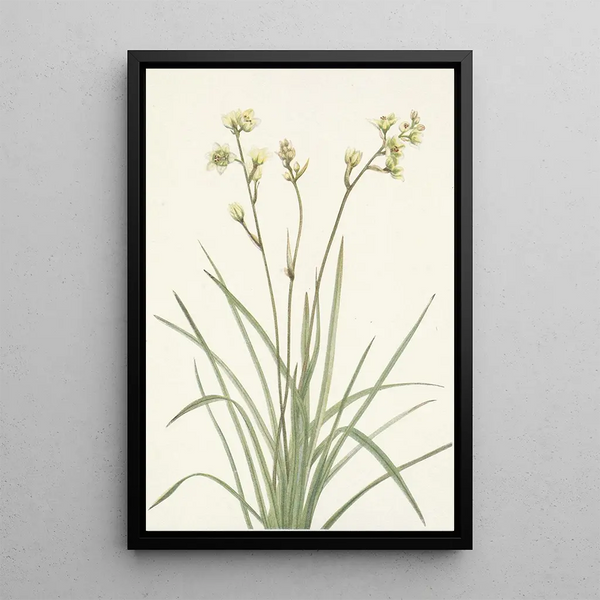 Deathcamas Zygadenus elegans - Mary Vaux Walcott — framed artwork on a wall
