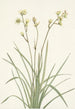 Deathcamas Zygadenus elegans - Mary Vaux Walcott — artwork view