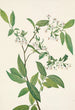 Deerberry Polycodium stamineum - Mary Vaux Walcott — artwork view