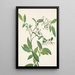 Deerberry Polycodium stamineum - Mary Vaux Walcott — framed artwork on a wall