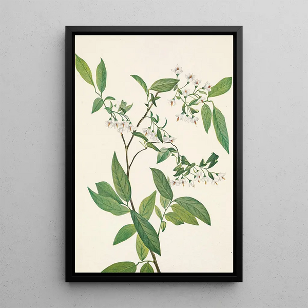 Deerberry Polycodium stamineum - Mary Vaux Walcott — framed artwork on a wall