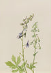 Delphinium Delphinium scopulorum - Mary Vaux Walcott — artwork view