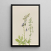 Delphinium Delphinium scopulorum - Mary Vaux Walcott — framed artwork on a wall