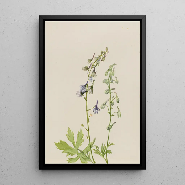 Delphinium Delphinium scopulorum - Mary Vaux Walcott — framed artwork on a wall