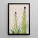 Desert Candle Caulanthus inflatus - Mary Vaux Walcott — framed artwork on a wall